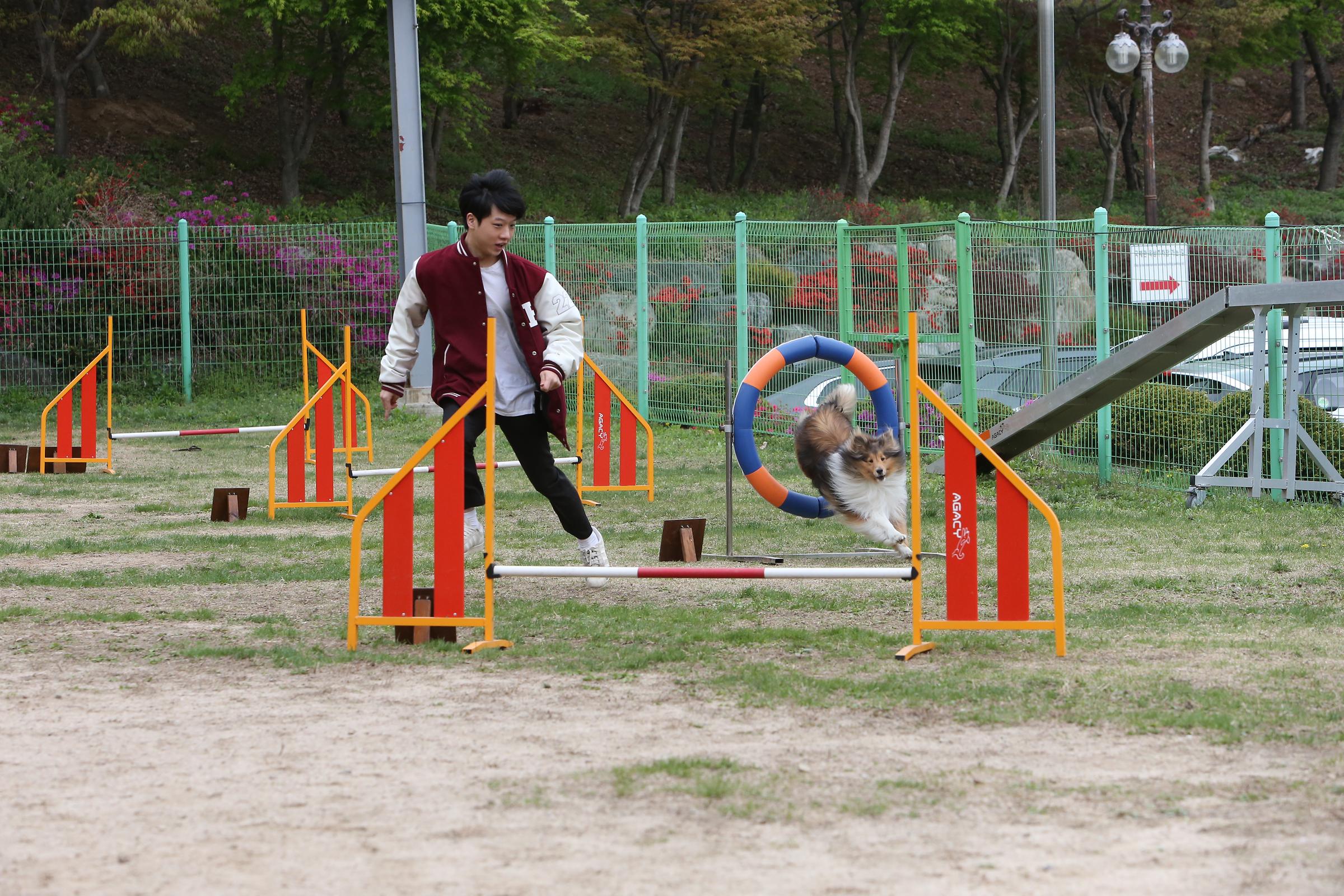 어질리티 훈련을 하는 학생과 파트너 강아지(셔틀랜드 쉽독)