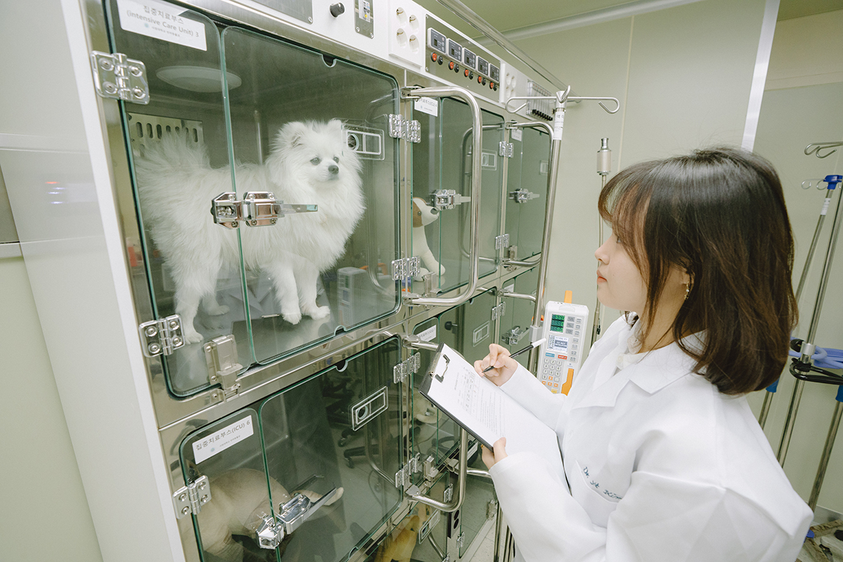 동물병원에서 강아지 상태를 기록하고 있는 사진