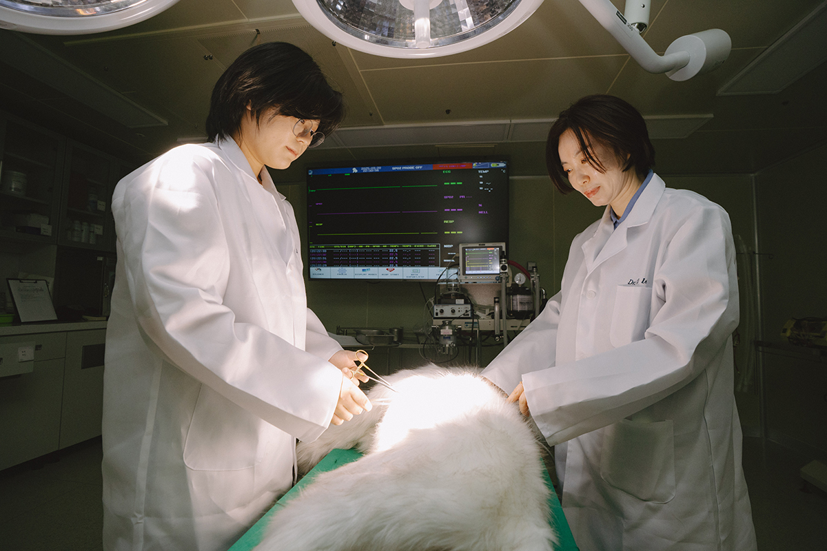 동물병원 수술실 사진